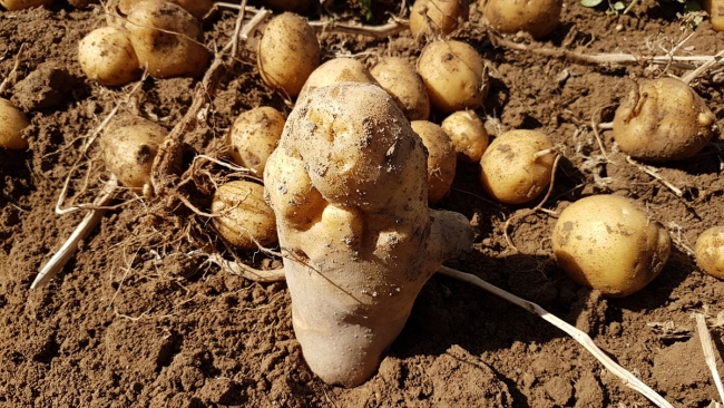 Niğde'de yerli ve milli patates çeşitlerinin tanıtımı yapıldı